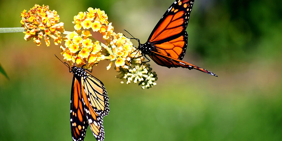 Two,Monarch,Butterflies,Sit,On,A,Blooming,Butterfly,Bush,(buddleia) Photograph of two monarch butterflies on a blooming butterfly bush
