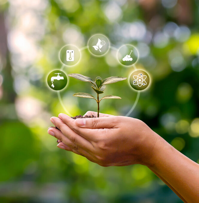Sapling,Growing,On,Soil,In,Farmer’s,Hands,And,Plant,Growth decorative