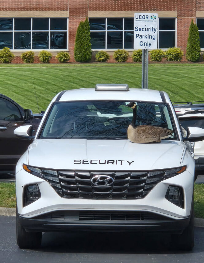 goose on security car